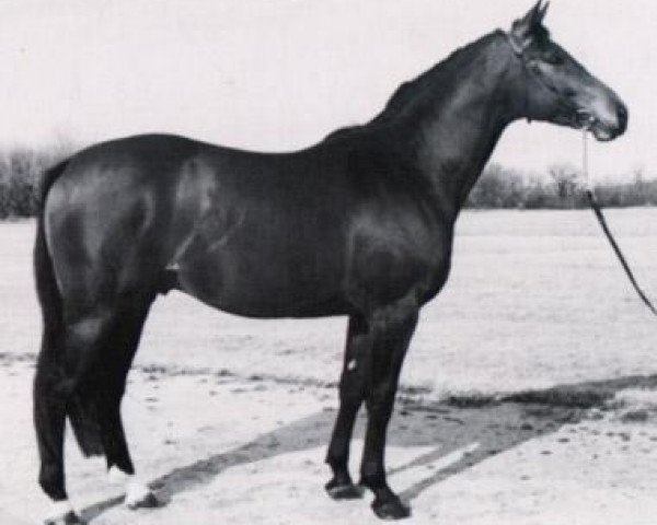 stallion Adlatus (Trakehner, 1977, from Damaskus)