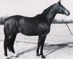 stallion Adlatus (Trakehner, 1977, from Damaskus)