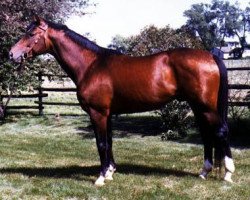 stallion Merkur (Trakehner, 1975, from Schwalbenflug)