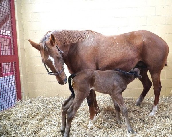 horse Hengst von Quality Road xx (Thoroughbred, 2022, from Quality Road xx)