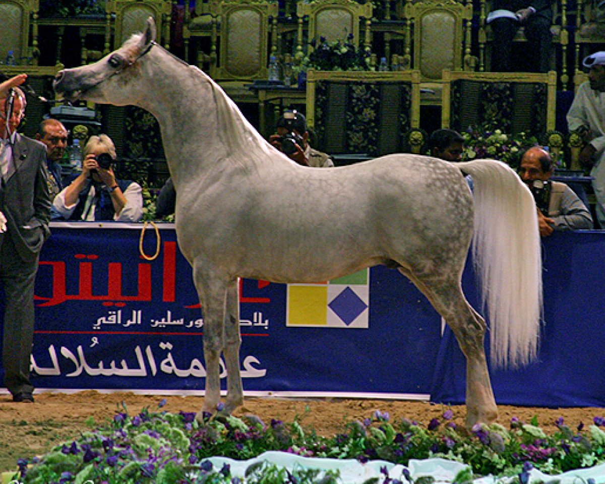 stallion WH Justice ox (Arabian purebred, 1999, from Magnum Psyche ox)