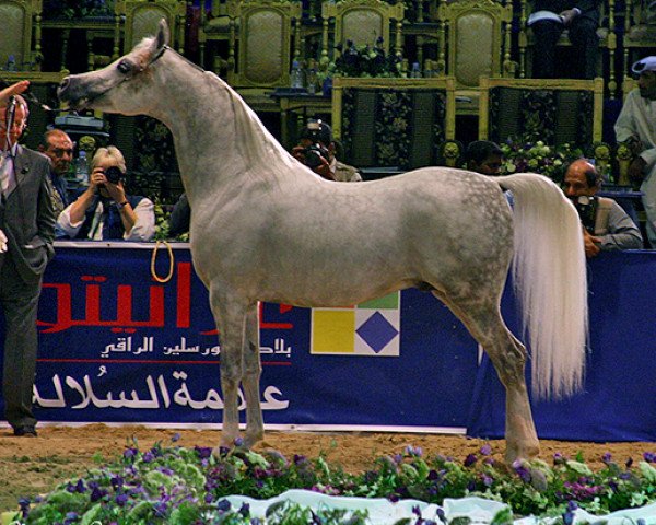 stallion WH Justice ox (Arabian thoroughbred, 1999, from Magnum Psyche ox)