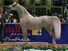 stallion WH Justice ox (Arabian thoroughbred, 1999, from Magnum Psyche ox)