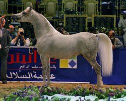 stallion WH Justice ox (Arabian thoroughbred, 1999, from Magnum Psyche ox)