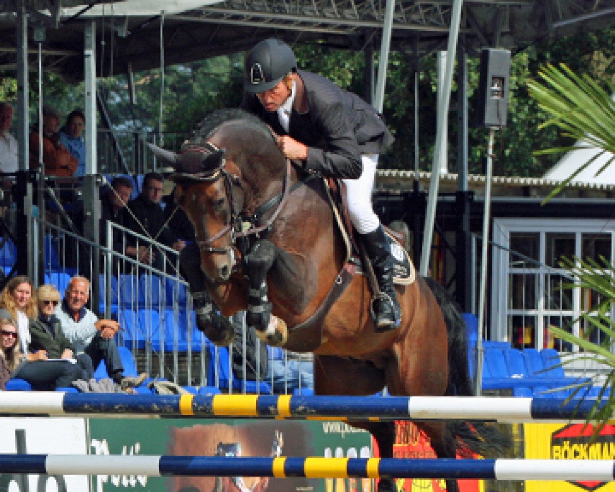 Deckhengst Cascall (Oldenburger, 2005, von Catoki)