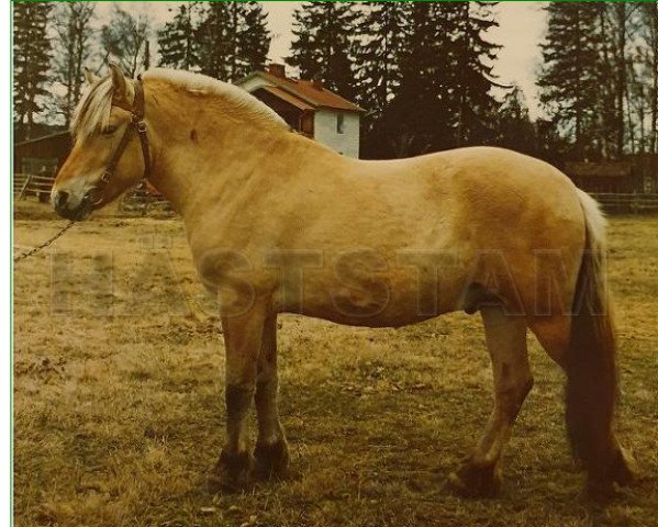 Deckhengst Gullebrand 51 SWE (Fjordpferd, 1971, von Håvang 3 SWE)