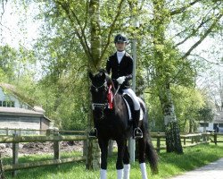 dressage horse Dark Diamond (Westphalian, 2011, from Dressage Royal)