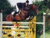 stallion Humanus (Trakehner, 1990, from Maizauber)