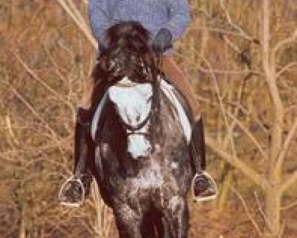 stallion Budweiser Classic (Trakehner, 1994, from Suchard)