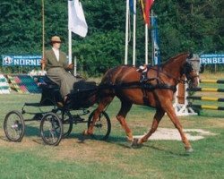 Zuchtstute Helena v. Oranien (Trakehner, 1988, von Anduc)