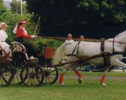 broodmare Arlette III (Trakehner, 1974, from Etong)