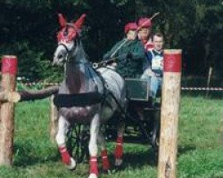 Zuchtstute Arabica (Trakehner, 1981, von Marduc)