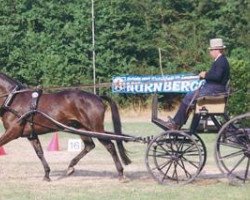 broodmare Emma Peel (Trakehner, 1987, from Consul)