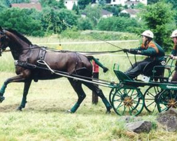 horse Graziela (Trakehner, 1991, from Seclusive xx)