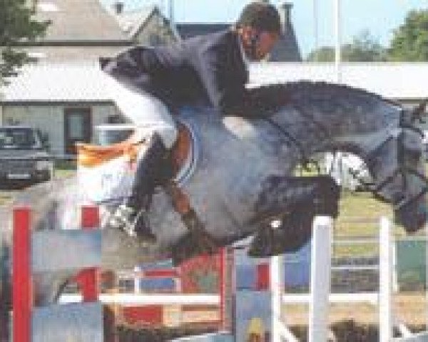 stallion Lessen (Trakehner, 2000, from Suchard)