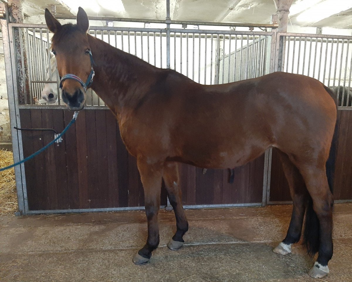 broodmare Alice F (German Sport Horse, 2007, from Askanier)