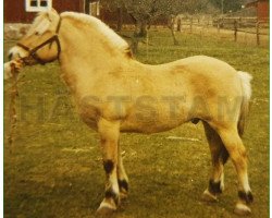 stallion Vanghov 18 SWE (Fjord Horse, 1961, from Håvang 3 SWE)