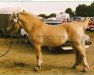 stallion Eros FJH 676 (Fjord Horse, 1990, from Dalar N.2120)