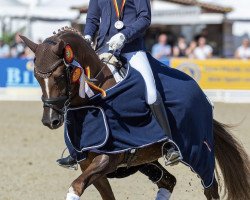 Zuchtstute Birkenhain Gracia Felina (Deutsches Reitpony, 2018, von Double Diamond)