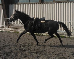 broodmare Rocaja B (Württemberger, 2010, from Roxett)