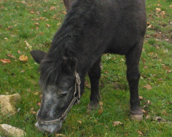 Pferd Lucille v. Buchberg (Dt.Part-bred Shetland Pony, 2006, von Mac Drops vom Buchberg)