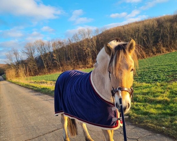 horse Gonjo (Fjord Horse, 2018, from Golf Gudenå)