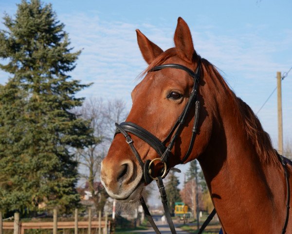 horse Winnetou (Hanoverian, 2003, from Wenckstern)
