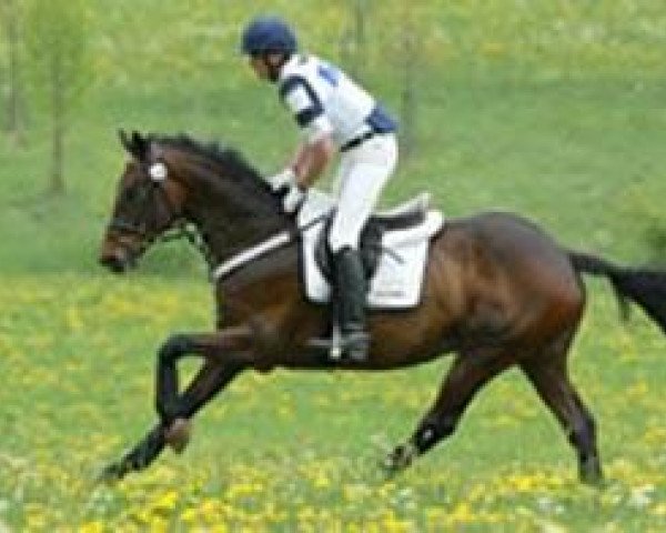 Pferd Ruprecht 7 (Trakehner, 1994, von Donaumonarch)