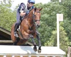 horse Salino (Trakehner, 1994, from Saint Cloud)