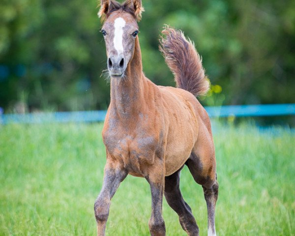 horse Amore Mio Tersk ox (Arabian thoroughbred, 2013, from Maklaud 2000 ox)