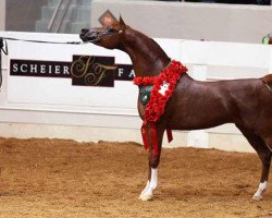 stallion LD Pistal 2000 ox (Arabian thoroughbred, 2000, from Magnum Psyche ox)