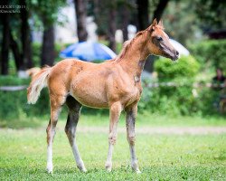 stallion Ejevichka Tersk 2013 ox (Arabian thoroughbred, 2013, from HK Krystal 2008 ox)