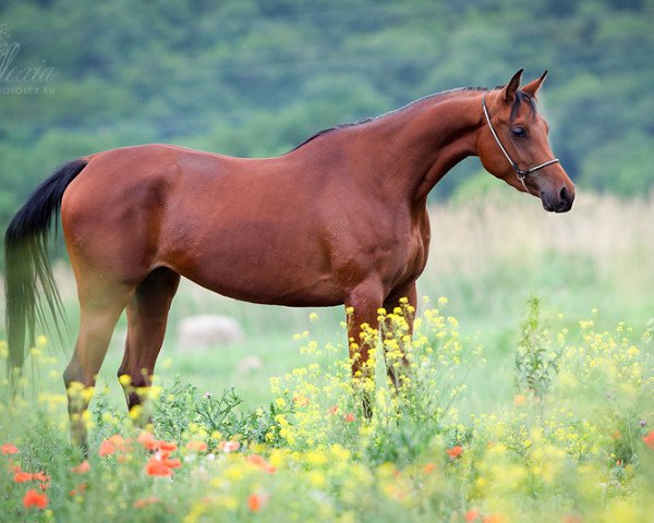 broodmare Arafa 2009 ox (Arabian thoroughbred, 2009, from Angleter 2003 ox)