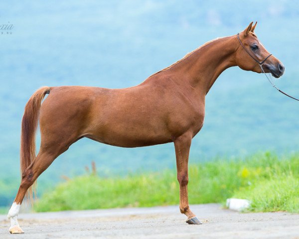 broodmare Aurelia Tersk 2010 ox (Arabian thoroughbred, 2010, from Pobeditel 1998 ox)