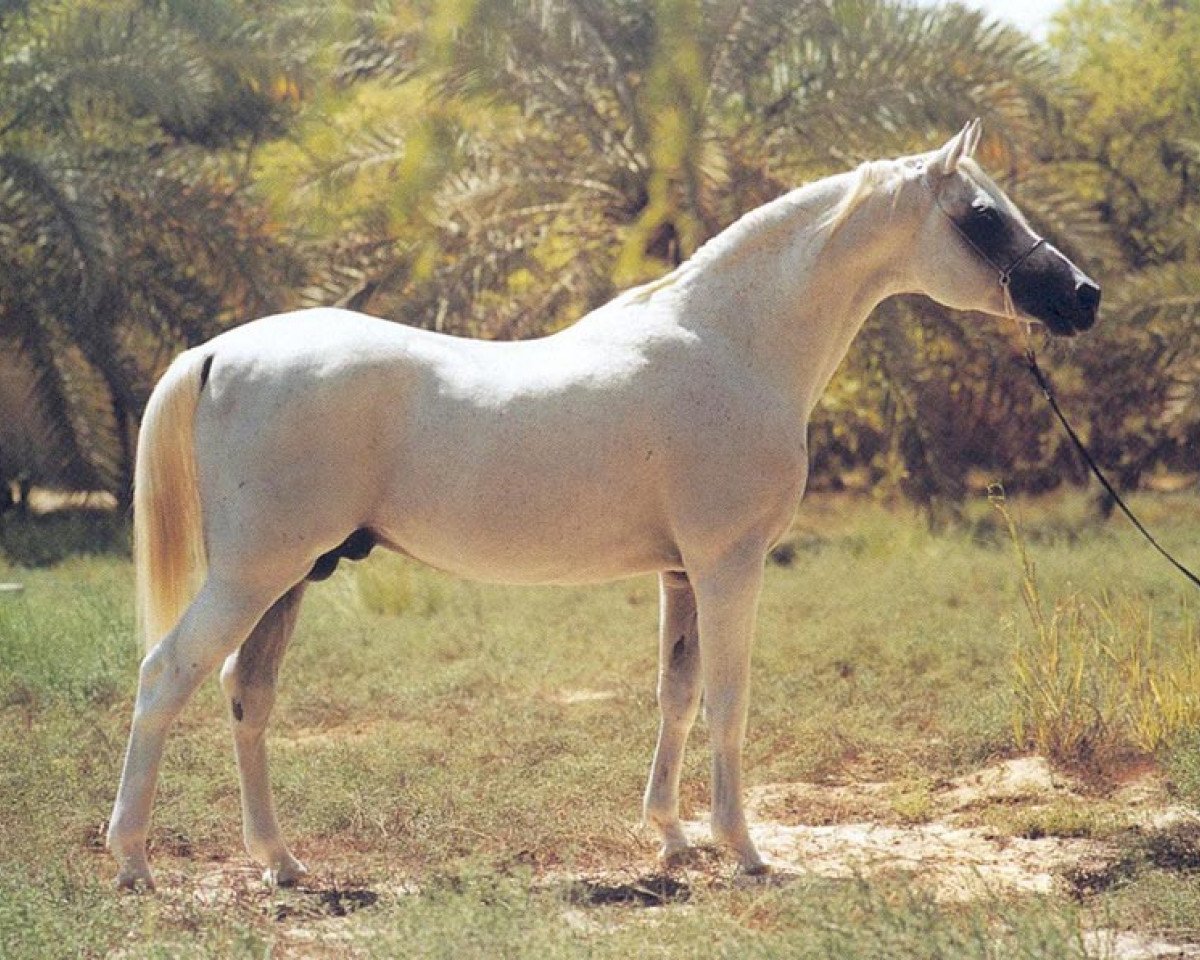 stallion Pakistan 1979 ox (Arabian purebred, 1979, from Kumir 1973 ox)