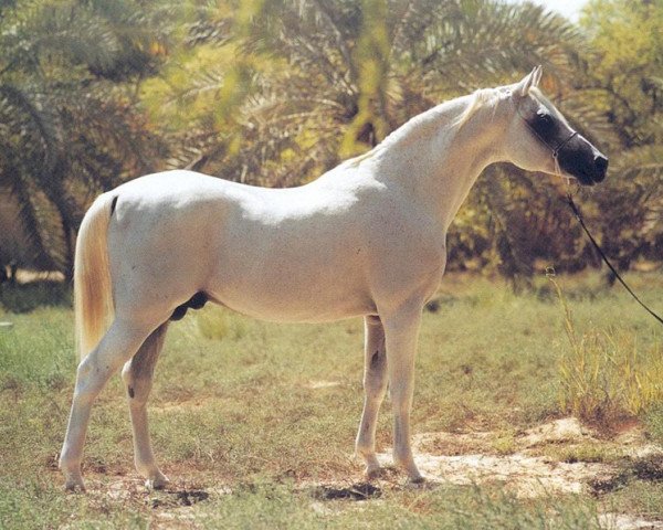 stallion Pakistan 1979 ox (Arabian thoroughbred, 1979, from Kumir 1973 ox)