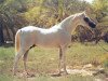 stallion Pakistan 1979 ox (Arabian thoroughbred, 1979, from Kumir 1973 ox)