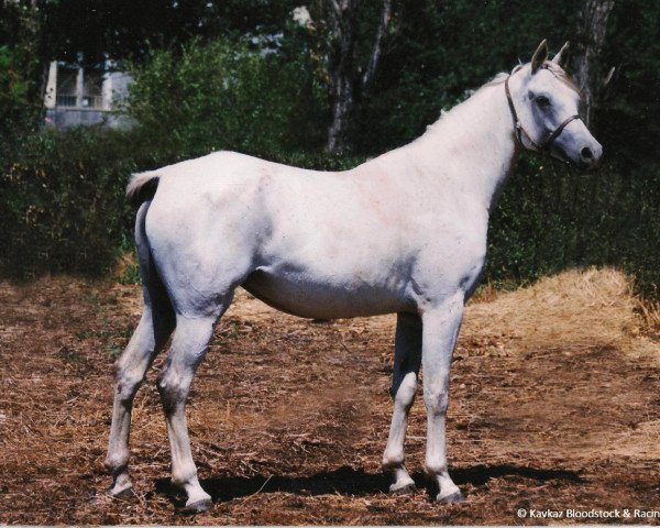 broodmare Nasip 1992 ox (Arabian thoroughbred, 1982, from Pakistan 1979 ox)