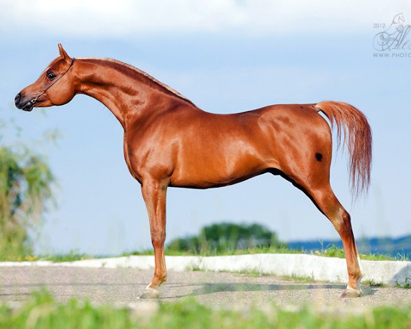 stallion Nizami 2007 ox (Arabian thoroughbred, 2007, from WH Justice ox)