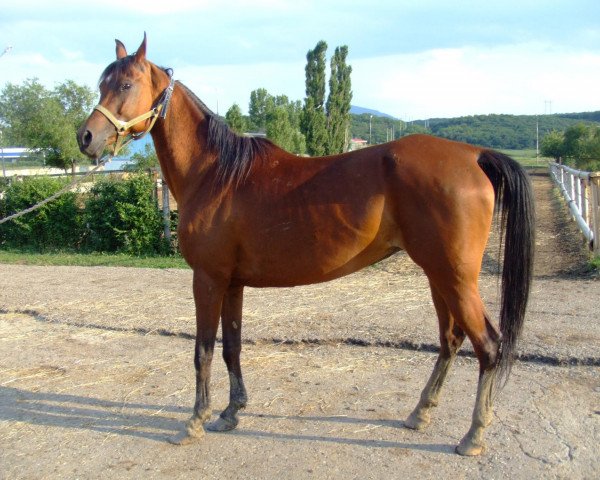 broodmare Molvina 1994 ox (Arabian thoroughbred, 1994, from Balaton 1982 ox)