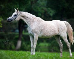 broodmare Borodina 2000 ox (Arabian thoroughbred, 2000, from Piligrim 1991 ox)