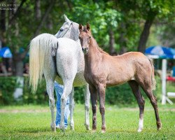 horse Bajena Tersk 2013 ox (Arabian thoroughbred, 2013, from Nizami 2007 ox)