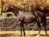 stallion Vympel 1983 ox (Arabian thoroughbred, 1983, from Menes 1977 ox)
