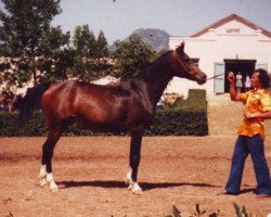 broodmare Molva 1971 ox (Arabian thoroughbred, 1971, from Aswan 1958 EAO)