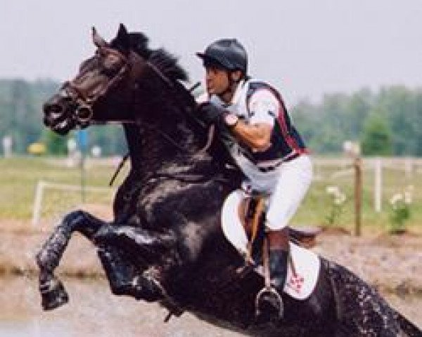 horse Windfall (Trakehner, 1992, from Habicht)