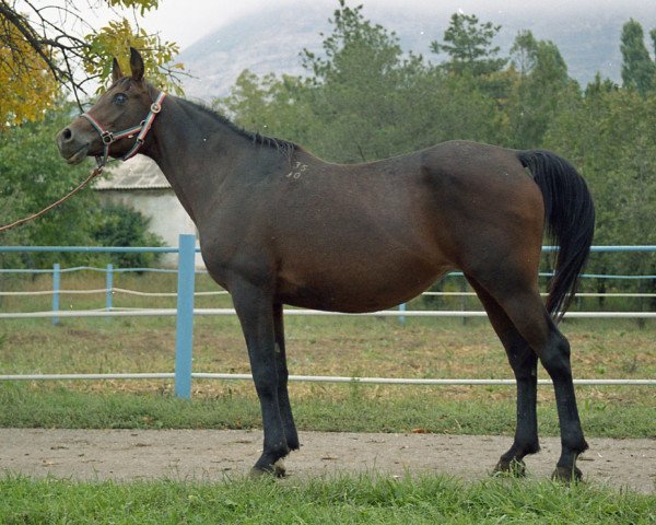 Zuchtstute Bulon 1990 ox (Vollblutaraber, 1990, von Naftalin 1977 ox)