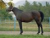 broodmare Bulon 1990 ox (Arabian thoroughbred, 1990, from Naftalin 1977 ox)