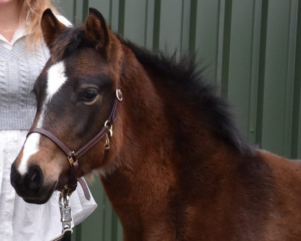 dressage horse Fayola (German Riding Pony, 2021, from Cosmopolitan NRW)