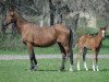 broodmare Baigora 1995 ox (Arabian thoroughbred, 1995, from Gusar 1984 ox)