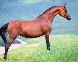 broodmare Bapita 2004 ox (Arabian thoroughbred, 2004, from Piligrim 1991 ox)